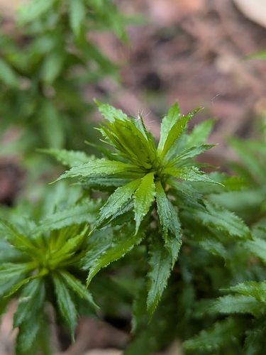 Huperzia serrata, photograph 6
