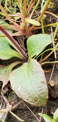 Micranthes californica