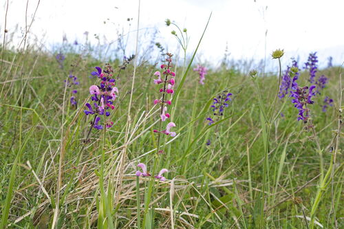 Salvia pratensis