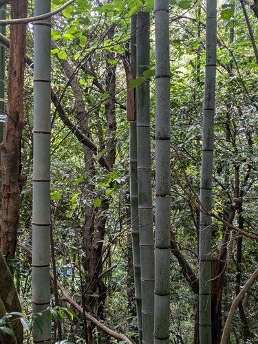 Phyllostachys edulis