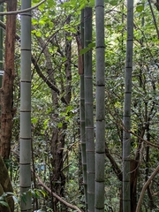 Phyllostachys edulis