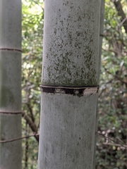Phyllostachys edulis, photograph (c) plant 0302, some rights reserved (CC BY)