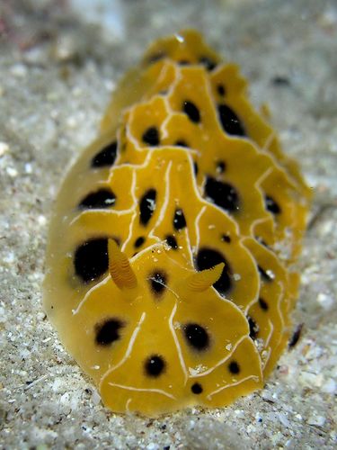 Reticulidia suzanneae