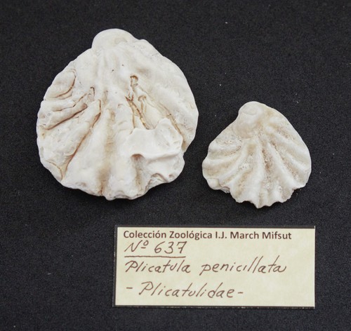 Plicatula penicillata image