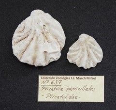 Image of Plicatula penicillata