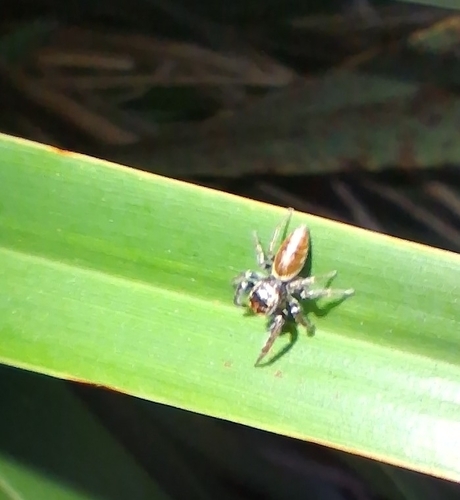 Cyclops Jumping Spider