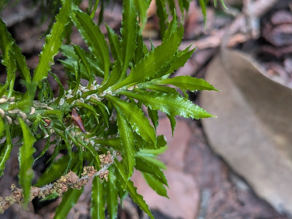 Huperzia serrata; photograph (c) plant 0302, some rights reserved (CC BY)