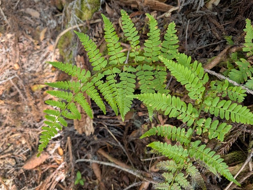 Dryopteris lacera iNat (1)
