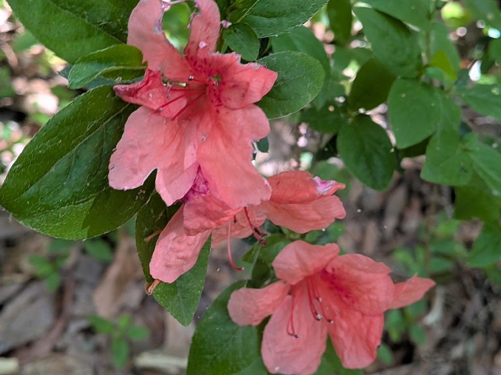 Rhododendron kaempferi; photograph (c) plant 0302, some rights reserved (CC BY)