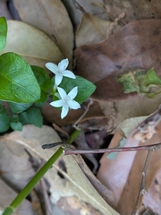 Mitchella undulata, photograph (c) plant 0302, some rights reserved (CC BY)