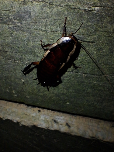 Gisborne Cockroach