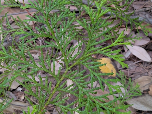 Chamaecyparis obtusa