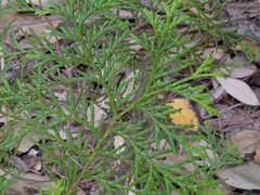 Chamaecyparis obtusa