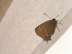 Callophrys xami xami