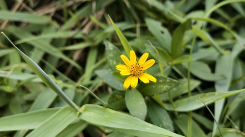 Sphagneticola calendulacea observed 2026-05-26