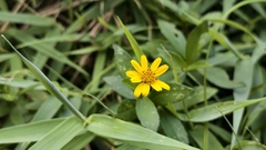 Sphagneticola calendulacea
