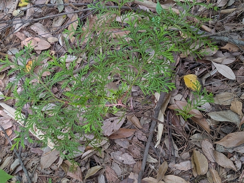 Chamaecyparis obtusa, photograph 1