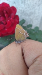 Callophrys xami xami