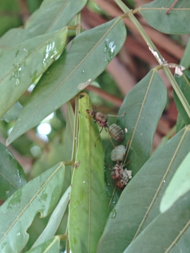 Asian Weaver Ant