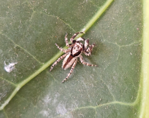 Gray Wall Jumping Spider