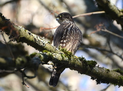 Falco columbarius suckleyi