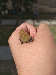 Callophrys xami xami