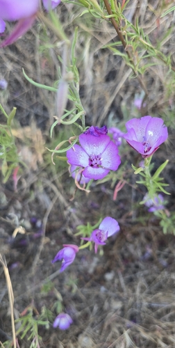 Clarkia cylindrica, photograph 3