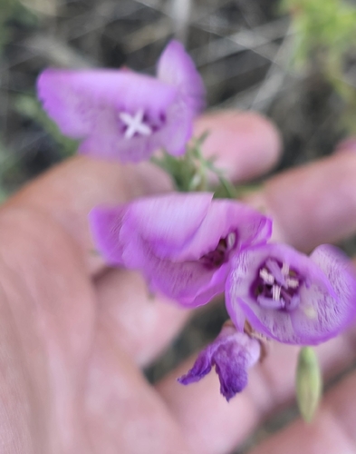 Clarkia cylindrica, photograph 4