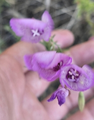 Clarkia cylindrica, photograph (c) Jonas Katona, some rights reserved (CC BY)