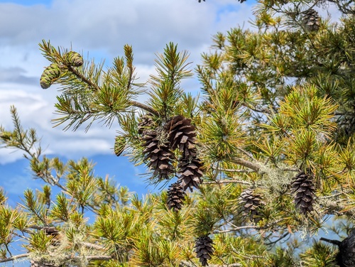 Pinus parviflora iNat (1)