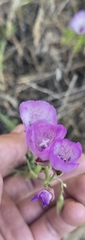 Clarkia cylindrica, photograph (c) Jonas Katona, some rights reserved (CC BY)