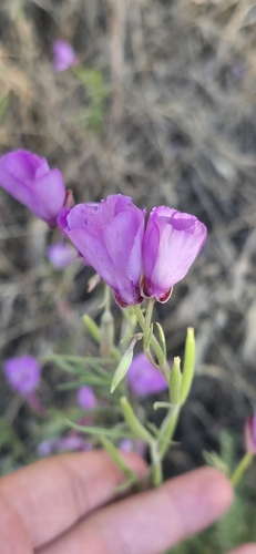 Clarkia cylindrica, photograph 6