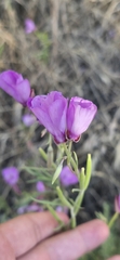 Clarkia cylindrica, photograph (c) Jonas Katona, some rights reserved (CC BY)