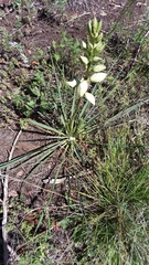Yucca constricta