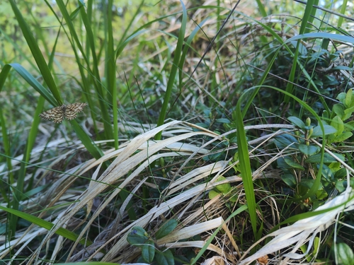 Common Heath
