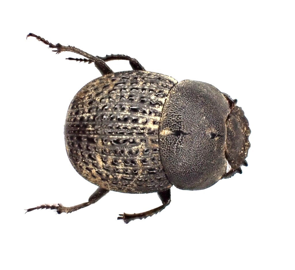 Epirinus flagellatus