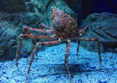 Macrocheira kaempferi