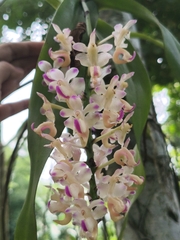 (c) Sudipta Kr Rabha, some rights reserved (CC BY-SA) Aerides odorata, photograph (c) Sudipta Kr Rabha, some rights reserved (CC BY-SA)