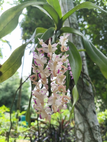 Aerides odorata, photograph 5