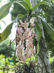 (c) Sudipta Kr Rabha, some rights reserved (CC BY-SA) Aerides odorata, photograph (c) Sudipta Kr Rabha, some rights reserved (CC BY-SA)