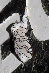 Image of Americerura rarata