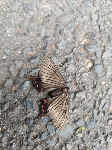 Epicopeia hainesii