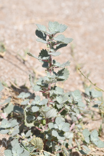 Desert Nettle