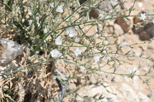 Prostrate Bindweed