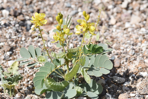 Eland's Pea