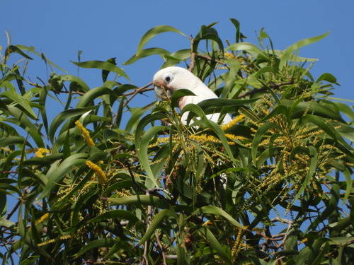 Tanimbar Corella (Cacatua goffiniana), photo 4