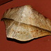 Oxydia augusta - Photo (c) Pete Woodall,  זכויות יוצרים חלקיות (CC BY-NC)
