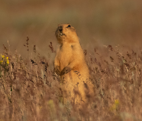 Yellow Ground Squirrel, Kharabalinskiy rayon, RU-AS, RU, photo 10 of 10