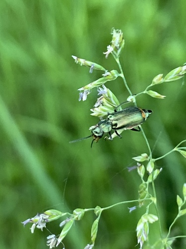 Common Malachite-beetle