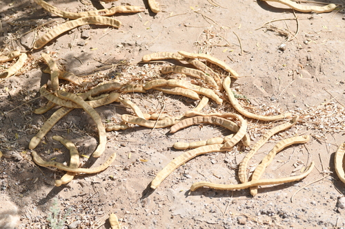 mesquite